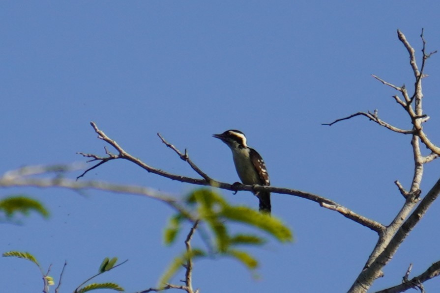 Brown-capped Pygmy Woodpecker - ML615170047