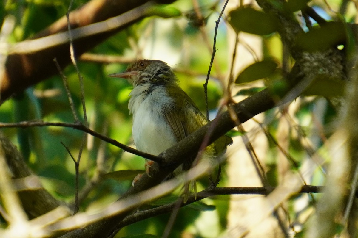 Common Tailorbird - 吳 致謙