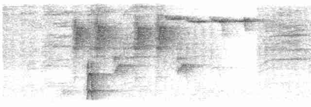 strakapoud bělohřbetý (ssp. owstoni) - ML615170102