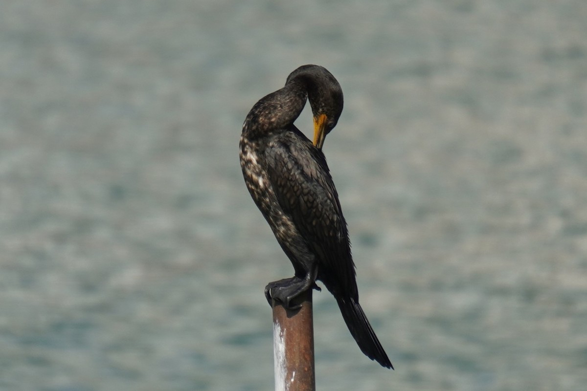 Indian Cormorant - ML615170180