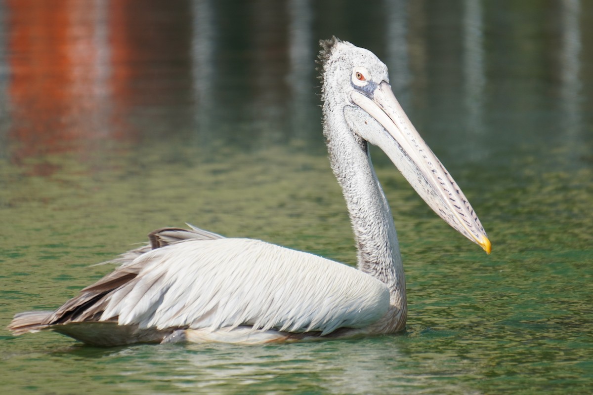 Spot-billed Pelican - ML615170194