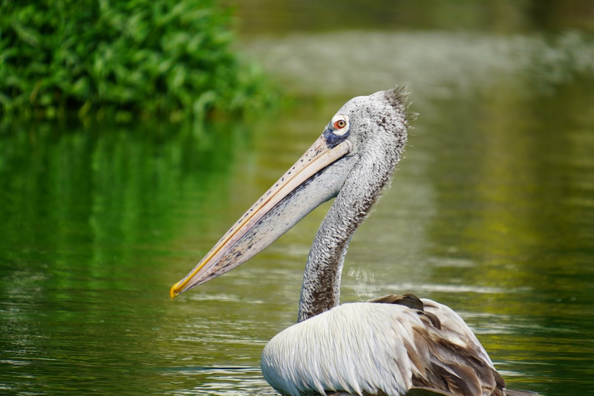 Spot-billed Pelican - ML615170197