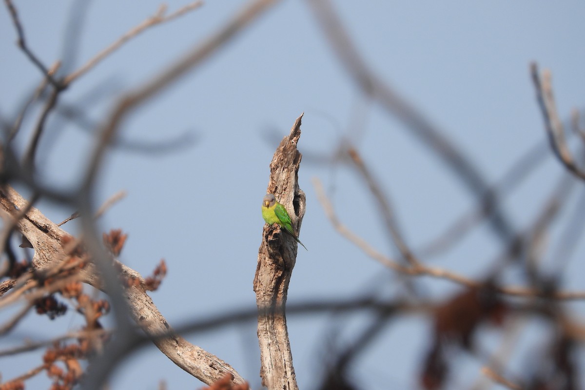 Plum-headed Parakeet - Jageshwer verma