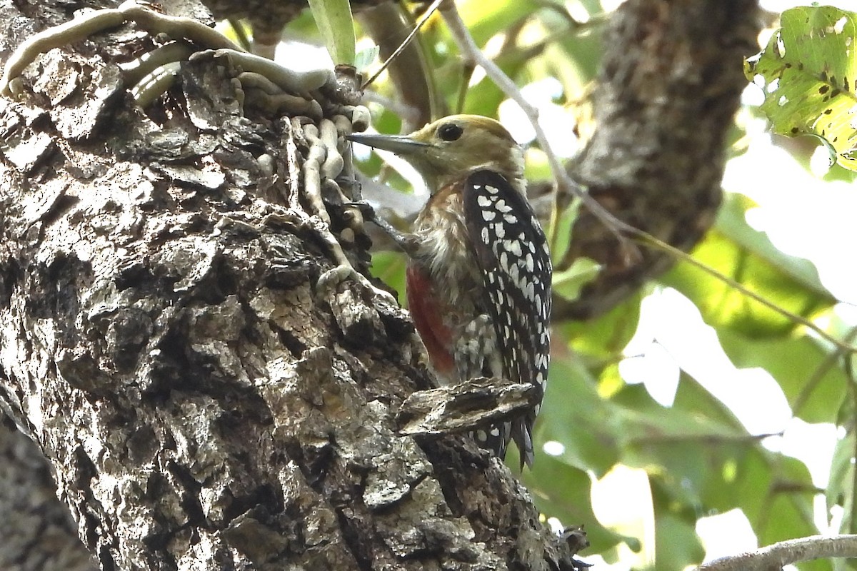 Yellow-crowned Woodpecker - Jageshwer verma