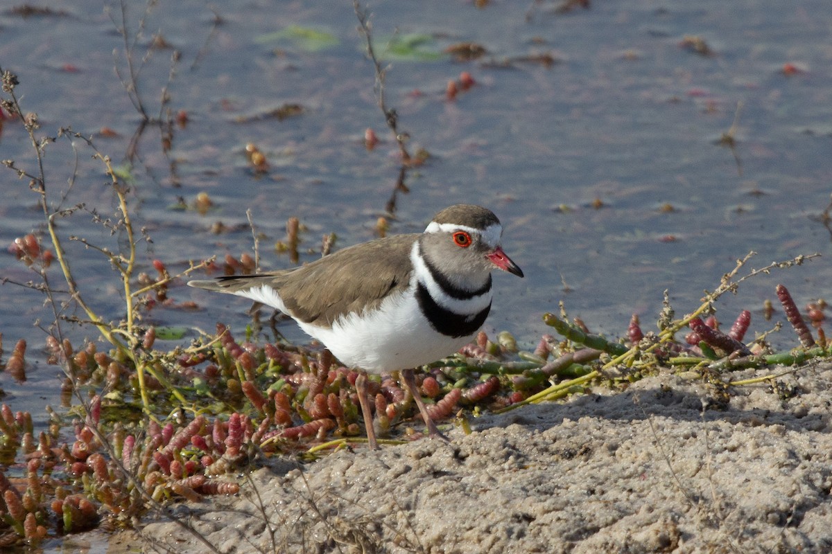 Three-banded Plover (African) - ML615170733