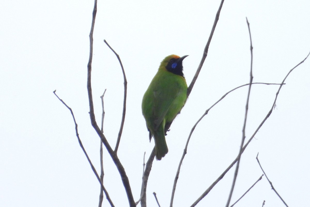 Golden-fronted Leafbird - Jageshwer verma