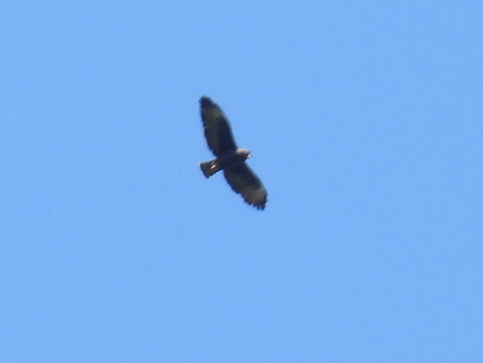 Short-tailed Hawk - ML615170797