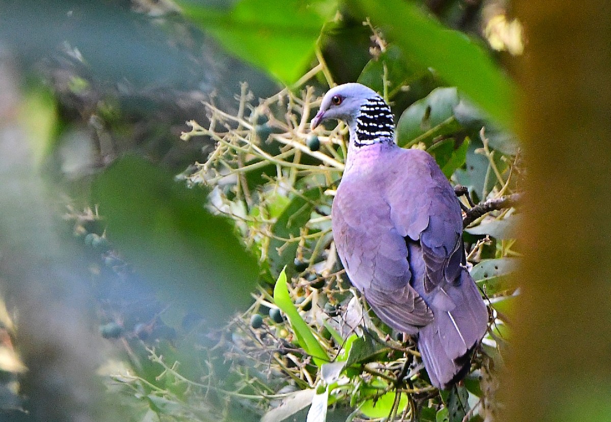 Nilgiri Wood-Pigeon - ML615170835