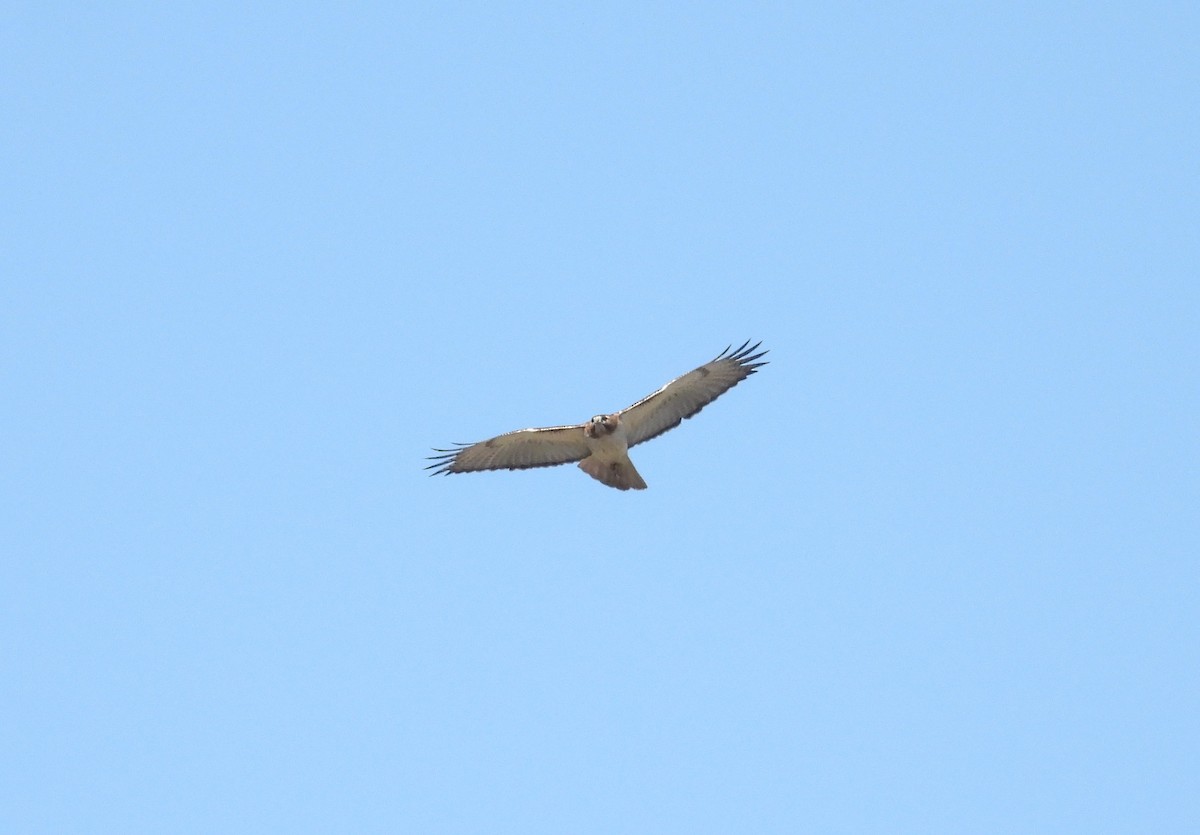 Red-tailed Hawk - ML615170837