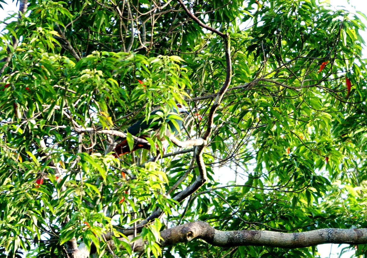 Филиппинский плодовый голубь - ML615170867