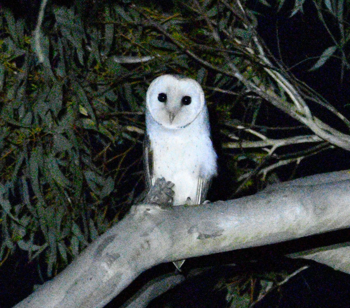 Barn Owl - Stuart  Beil