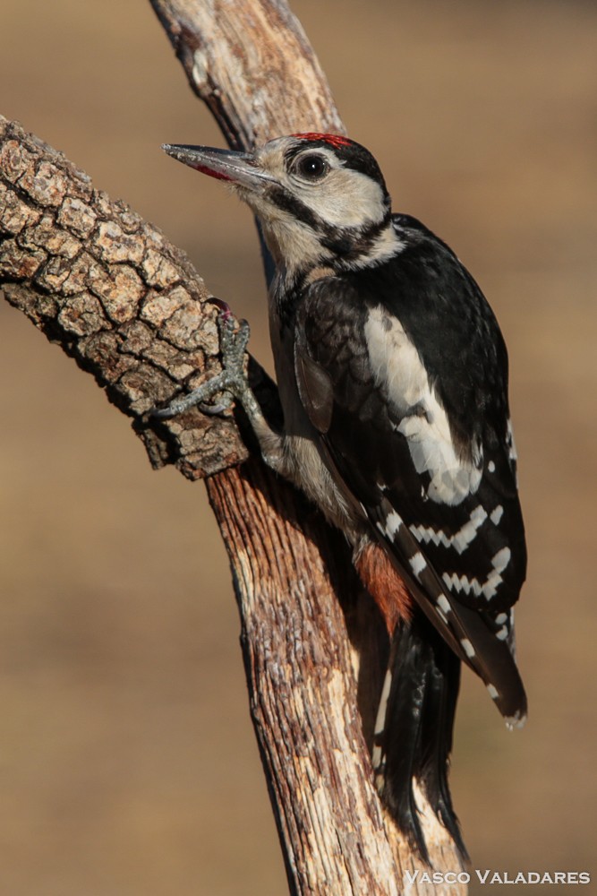 Great Spotted Woodpecker - ML615171074