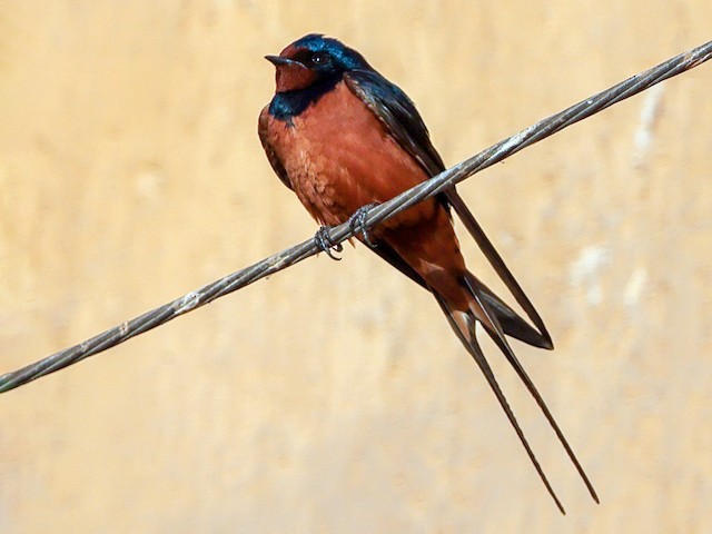 Adult (Egyptian) - Barn Swallow (Egyptian) - 