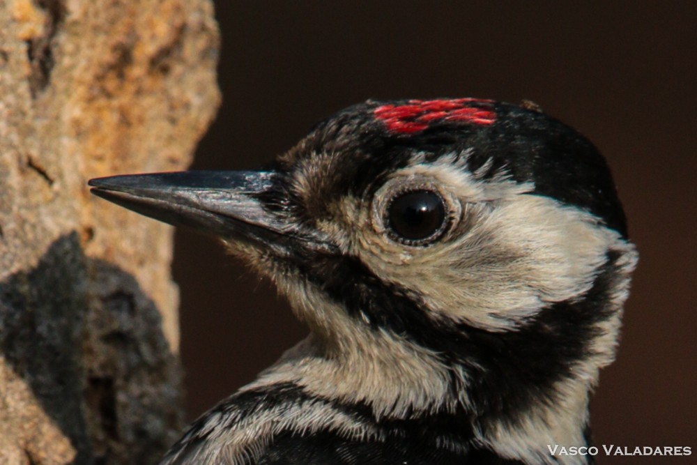 Great Spotted Woodpecker - Vasco Valadares