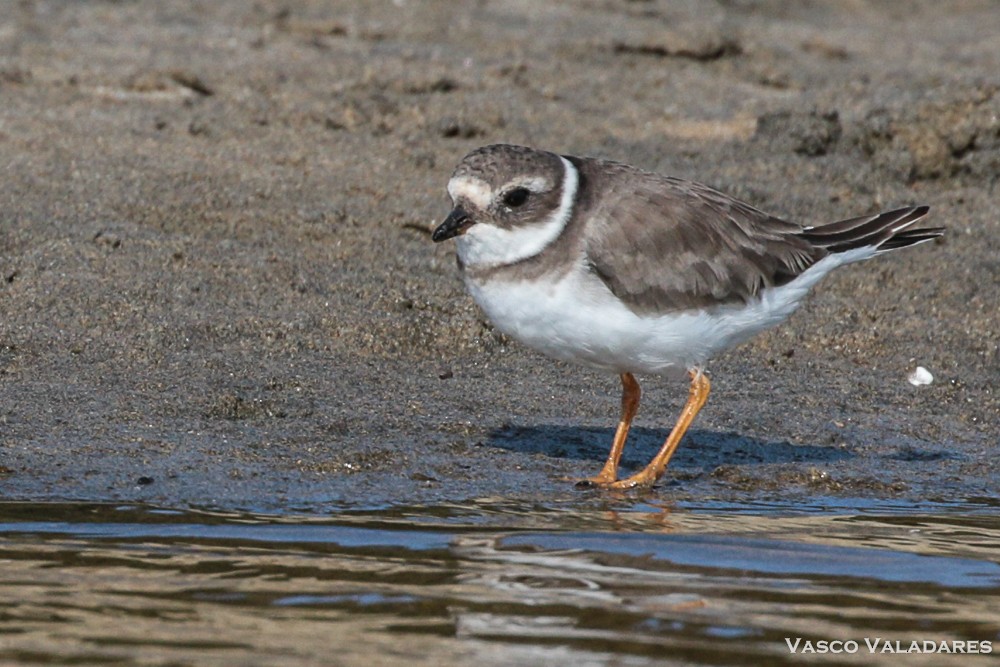 Common Ringed Plover - ML615171256