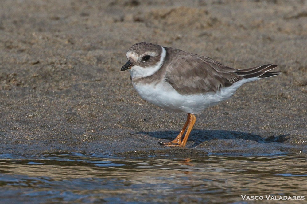 Common Ringed Plover - ML615171258