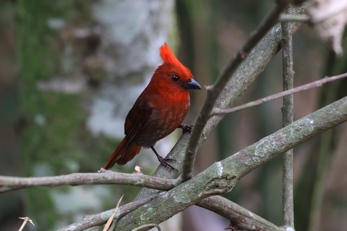 Crested Ant-Tanager - ML615171285