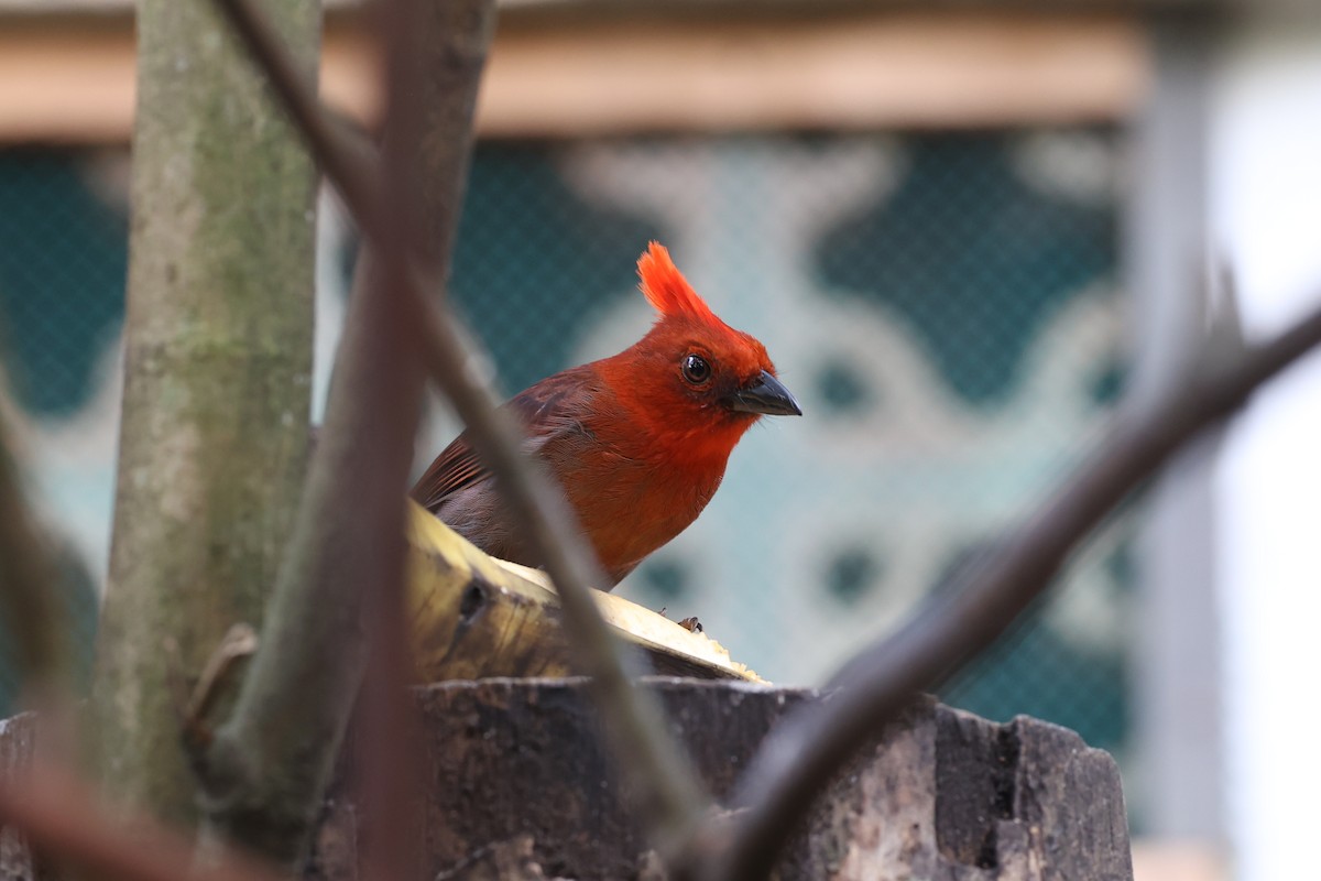 Crested Ant-Tanager - ML615171286