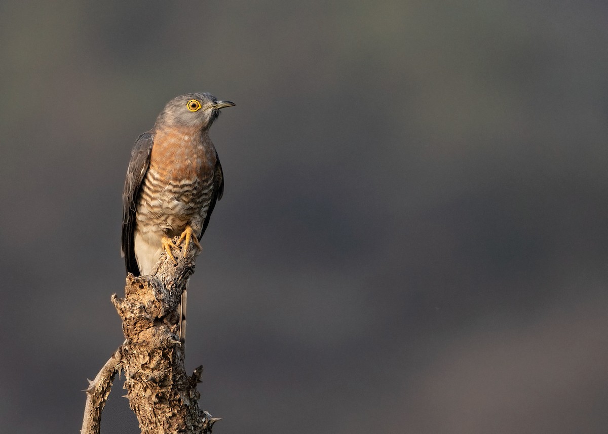 Common Hawk-Cuckoo - Garima Bhatia