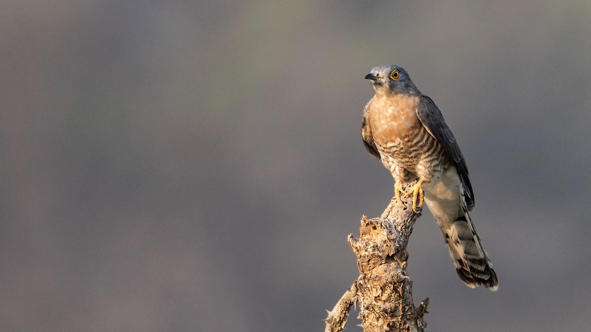 Common Hawk-Cuckoo - Garima Bhatia