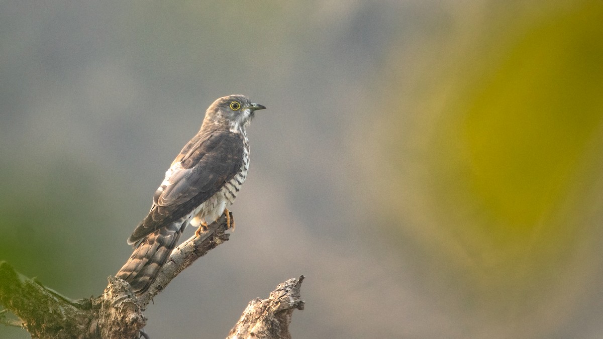 Common Hawk-Cuckoo - ML615171807