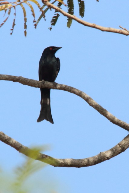 Fork-tailed Drongo (Glossy-backed) - ML615171940