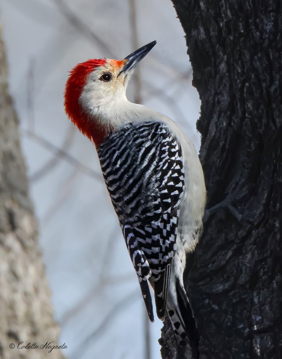Red-bellied Woodpecker - ML615172356
