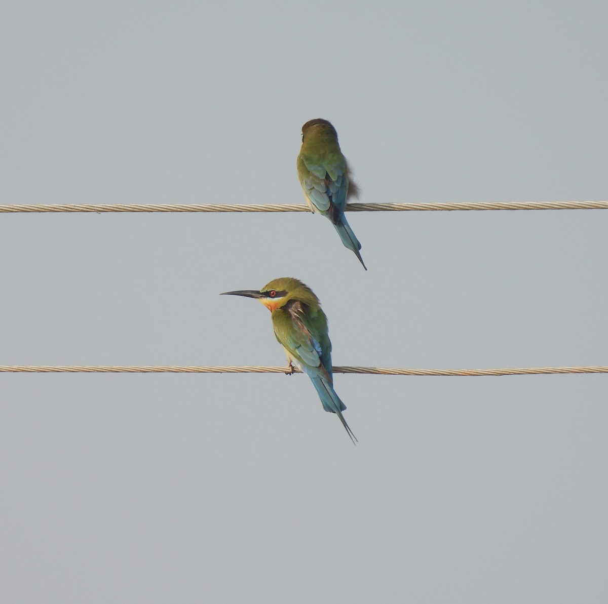 Blue-tailed Bee-eater - ML615172637