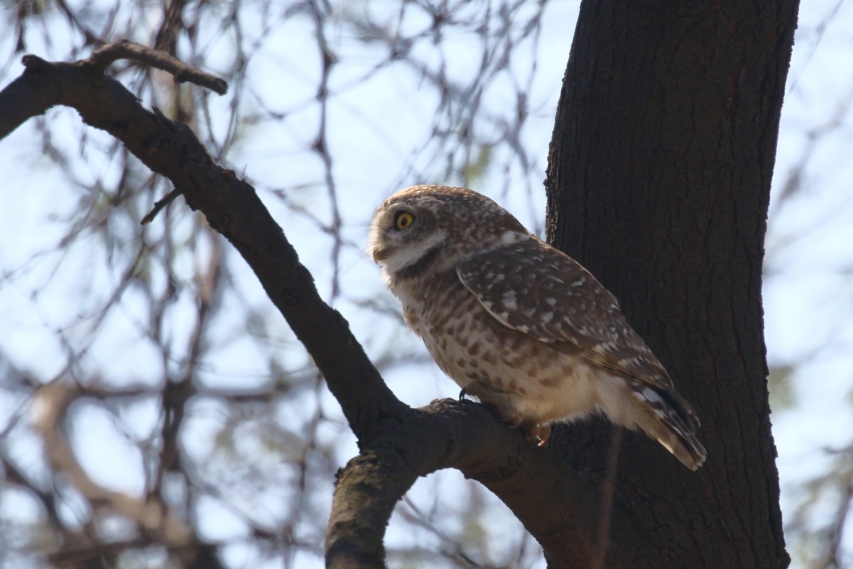 Spotted Owlet - ML615172658