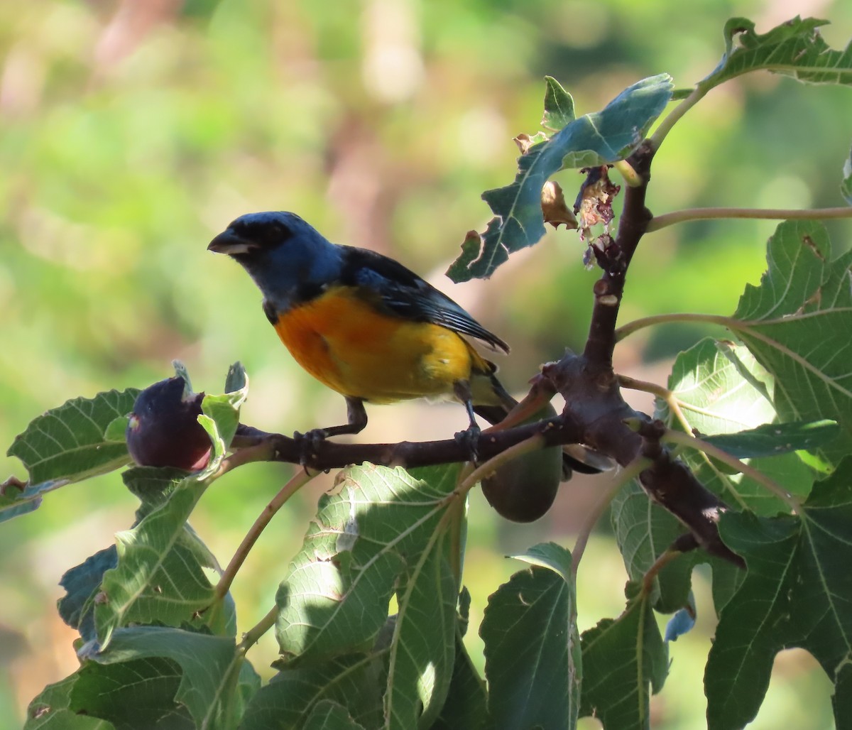 Blue-and-yellow Tanager - ML615172808
