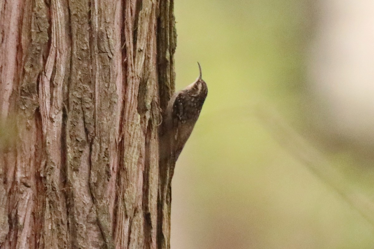 Bar-tailed Treecreeper - ML615172828