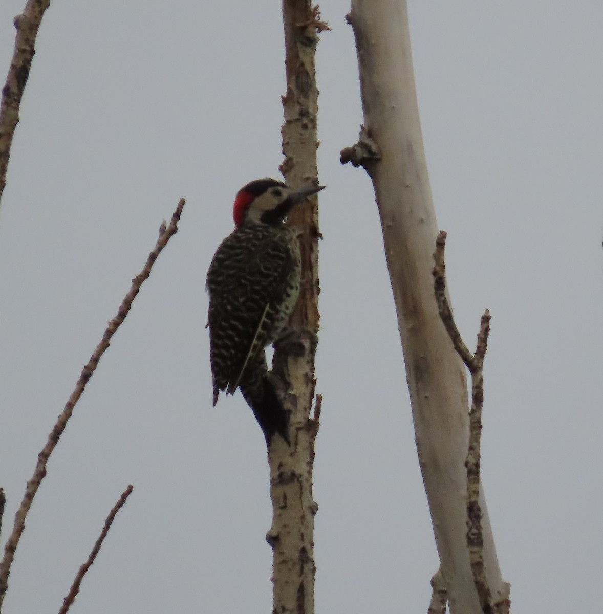 Green-barred Woodpecker - ML615172836