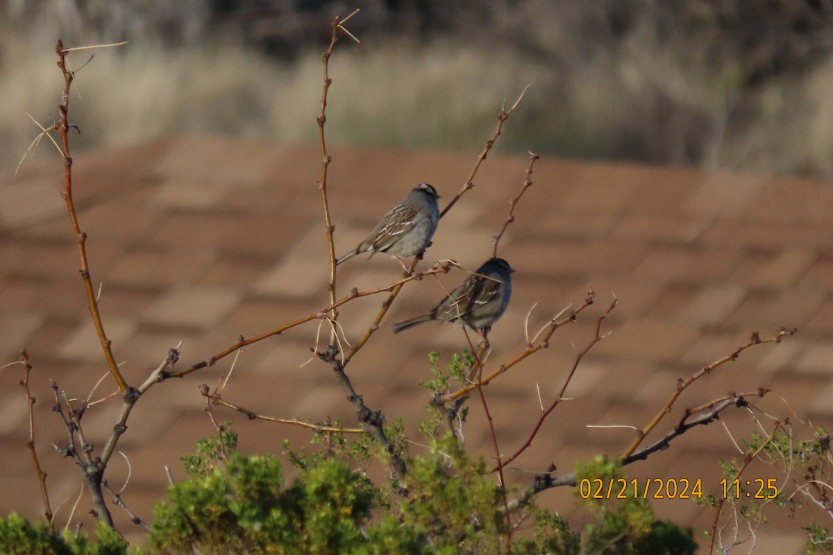 White-crowned Sparrow - ML615172965