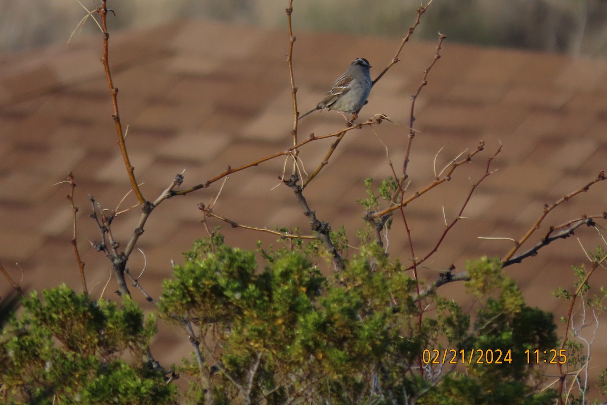White-crowned Sparrow - ML615172968