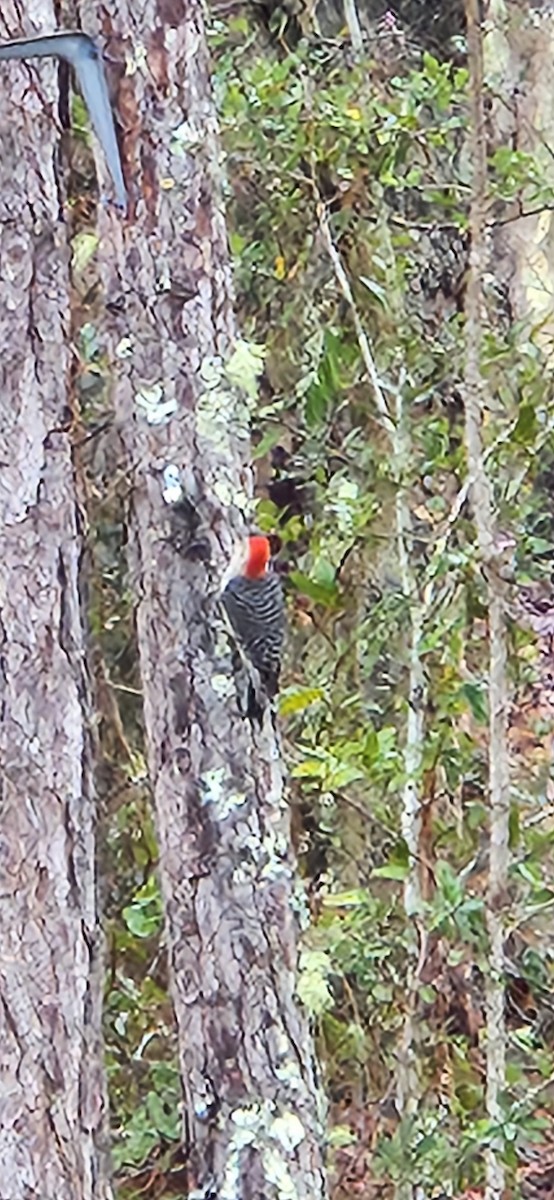 Red-bellied Woodpecker - ML615172986