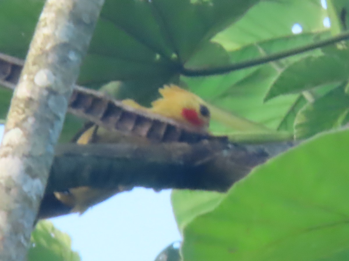 Cream-colored Woodpecker - ML615173215