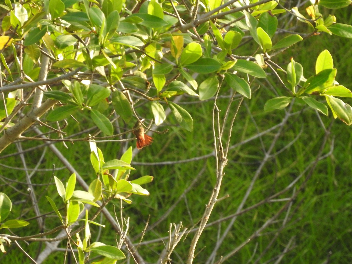 Cinnamon Hummingbird - ML615173371