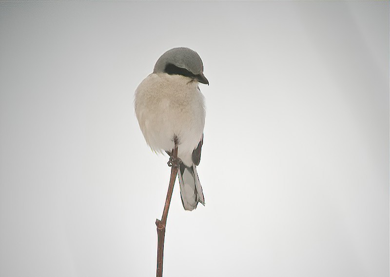 Great Gray Shrike (Great Gray) - ML615173389