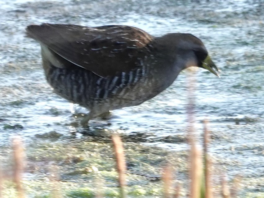 eBird Checklist 22 Feb 2024 The Celery Fields 36 species