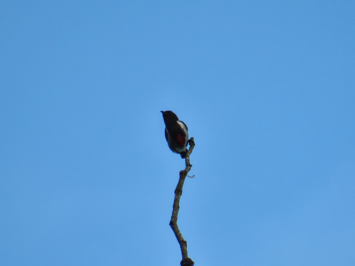Scarlet-collared Flowerpecker - ML615173553