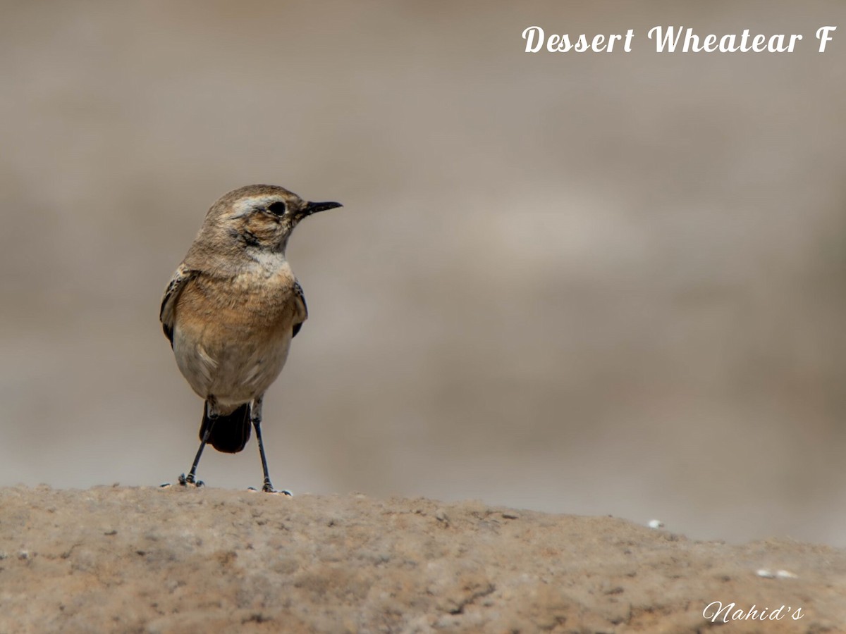 Desert Wheatear - ML615173587