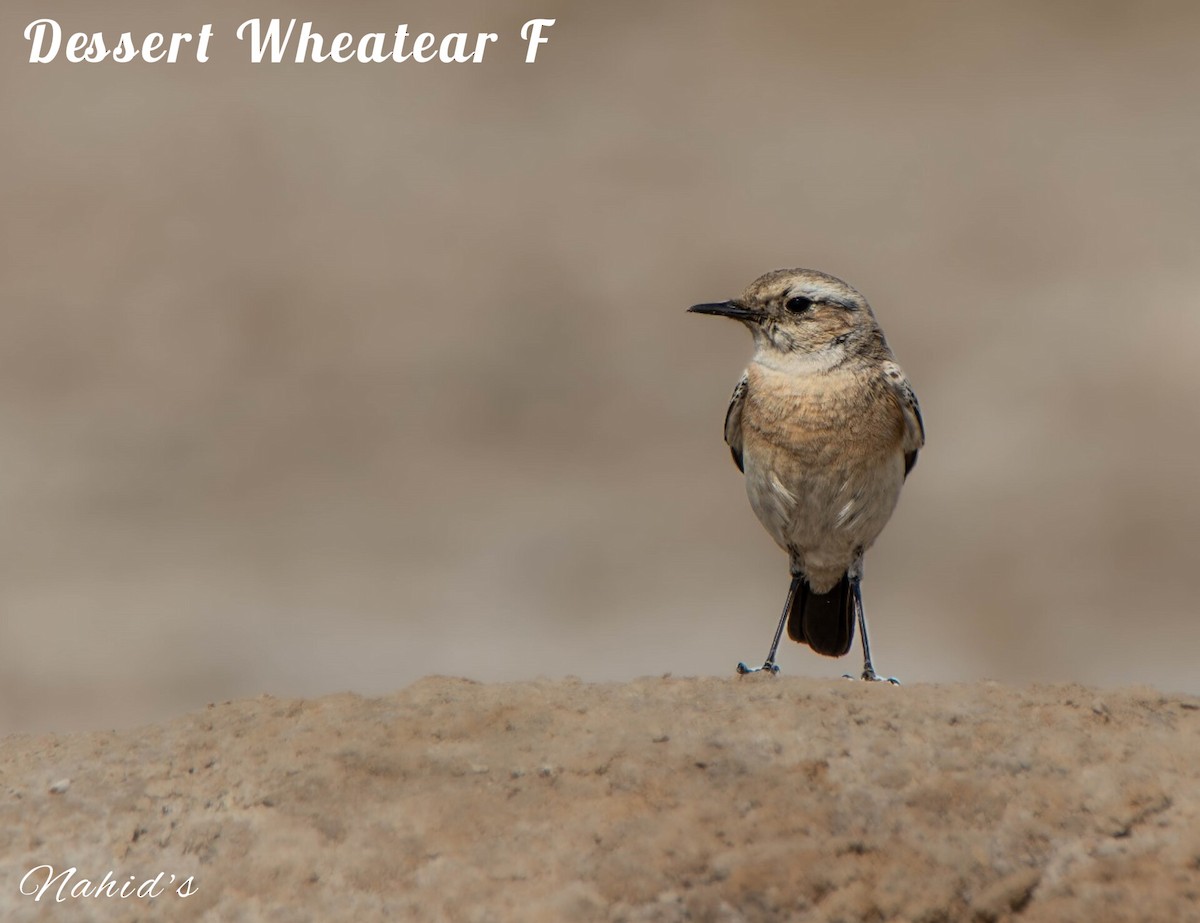 Desert Wheatear - ML615173588