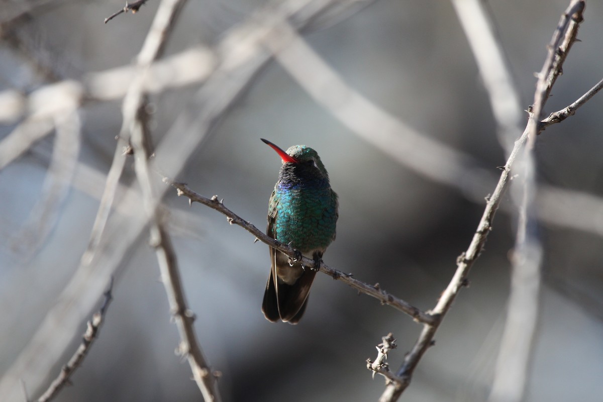 Broad-billed Hummingbird - ML615173600