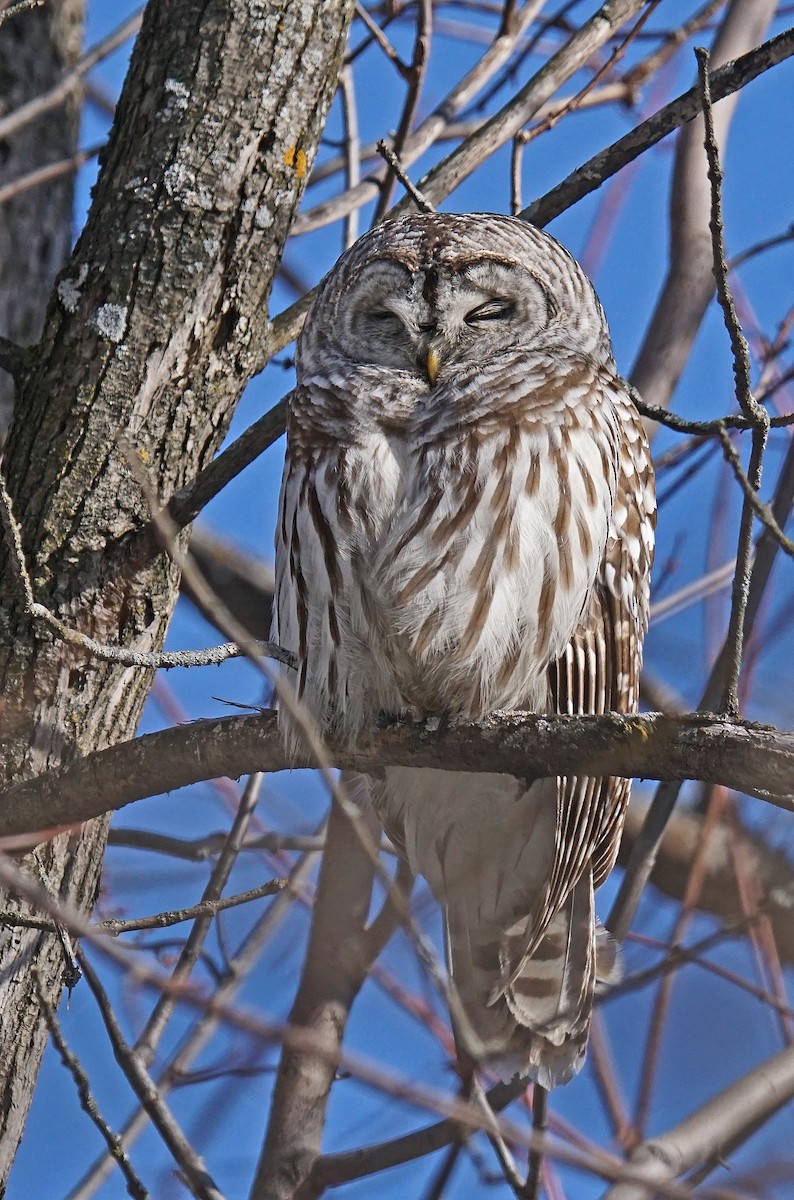 Barred Owl - ML615173606
