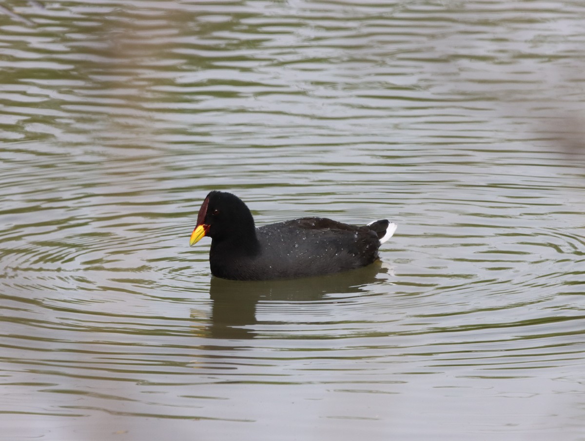 Red-fronted Coot - ML615173688