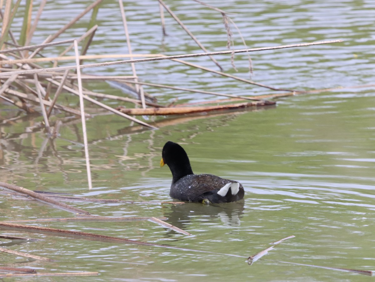 Red-fronted Coot - ML615173689