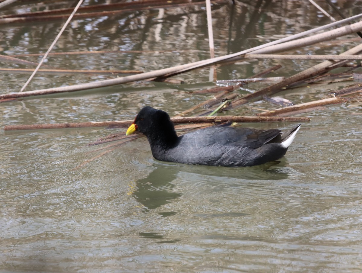 Red-fronted Coot - ML615173690