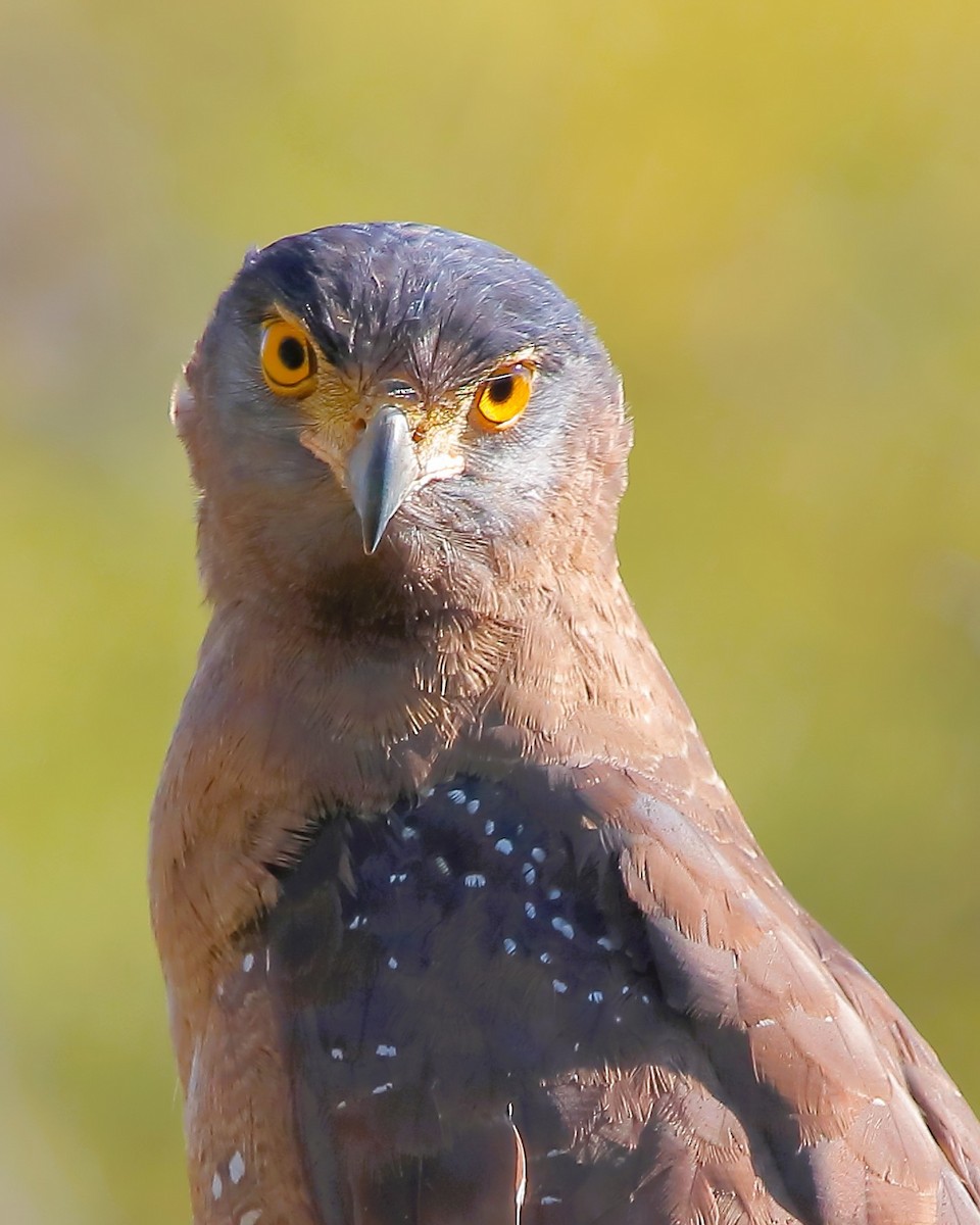Crested Serpent-Eagle - ML615173701