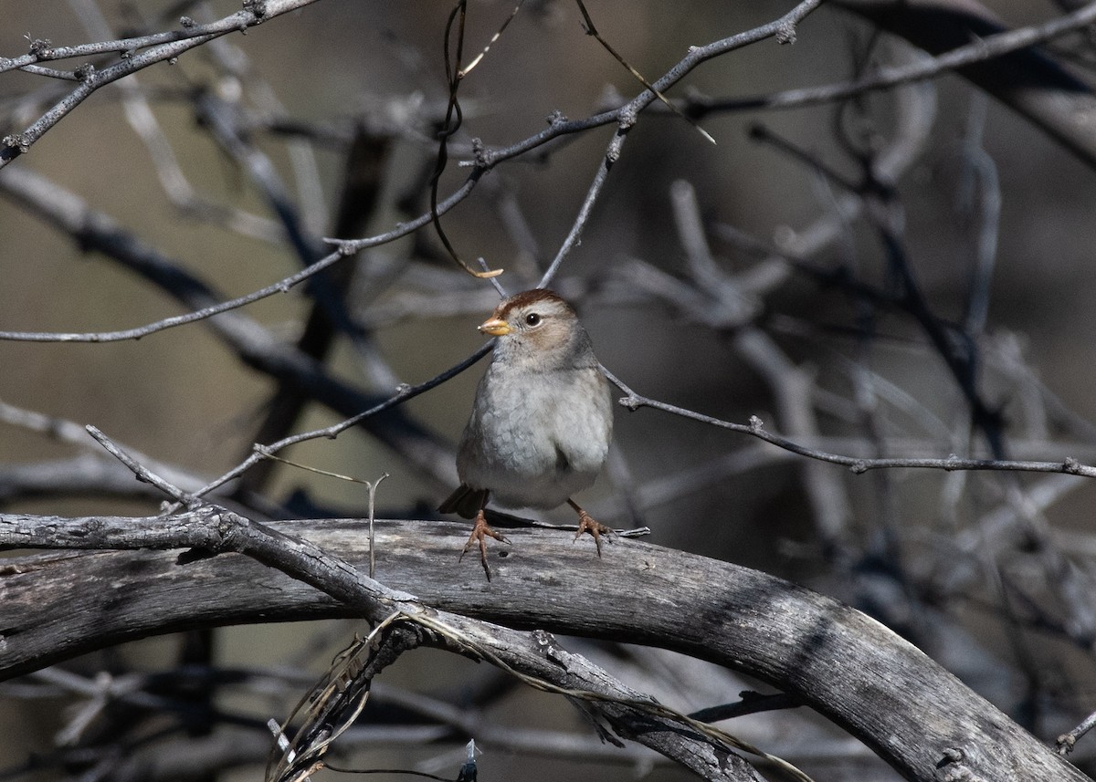 White-crowned Sparrow - ML615173722