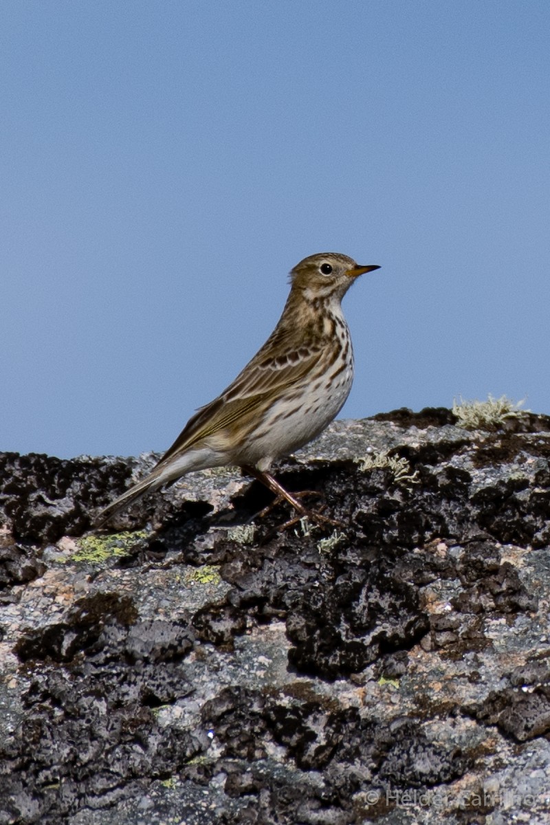 Meadow Pipit - ML615173831